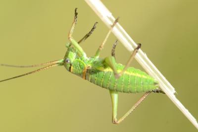 <i>Ephippiger diurnus</i>