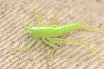 <i>Meconema thalassinum</i>