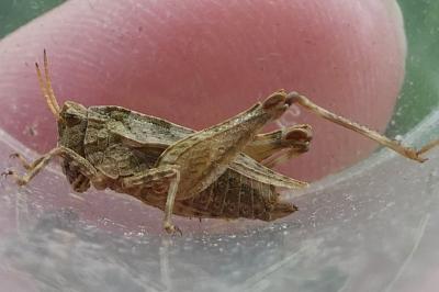 <i>Tetrix undulata</i>