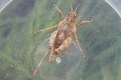 <i>Tetrix undulata</i>