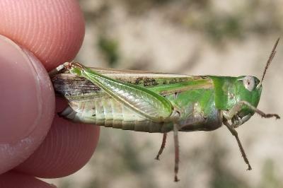 <i>Aiolopus thalassinus</i>