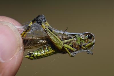 <i>Stethophyma grossum</i>