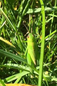 <i>Mecostethus parapleurus</i>