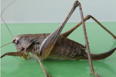 <i>Pholidoptera griseoaptera</i>