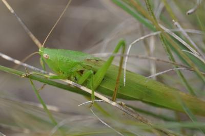<i>Ruspolia nitidula</i>