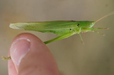 <i>Ruspolia nitidula</i>
