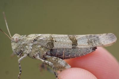 <i>Oedipoda caerulescens</i>