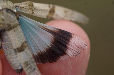<i>Oedipoda caerulescens</i>