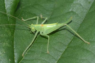 <i>Meconema meridionale</i>