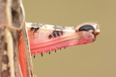 <i>Calliptamus italicus</i>