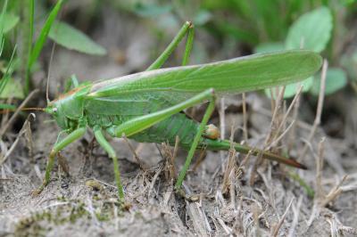 <i>Tettigonia viridissima</i>