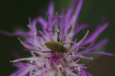 <i>Phaneroptera</i>