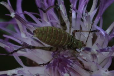 <i>Phaneroptera</i>