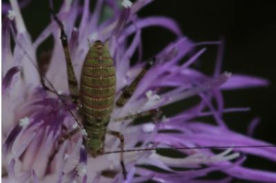 <i>Phaneroptera</i>
