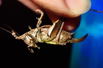 <i>Pholidoptera griseoaptera</i>