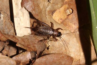 <i>Nemobius sylvestris</i>