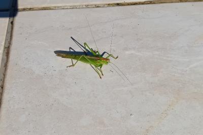 <i>Tettigonia viridissima</i>