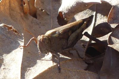<i>Aiolopus strepens</i>