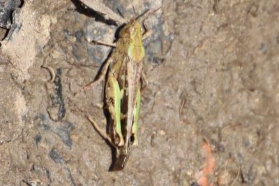 <i>Aiolopus strepens</i>