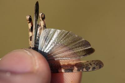 <i>Aiolopus strepens</i>