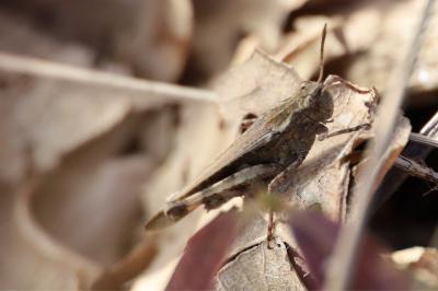 <i>Aiolopus strepens</i>