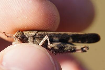 <i>Aiolopus strepens</i>