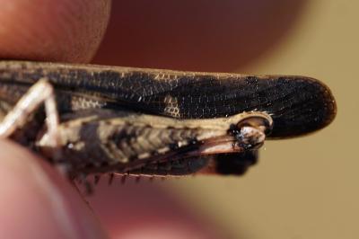 <i>Aiolopus strepens</i>
