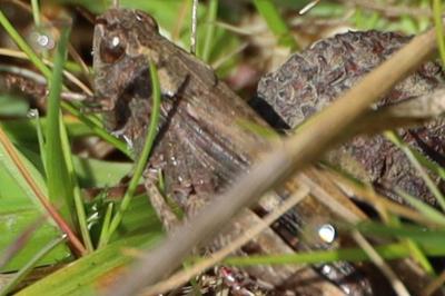 <i>Aiolopus strepens</i>