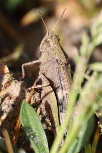 <i>Aiolopus strepens</i>