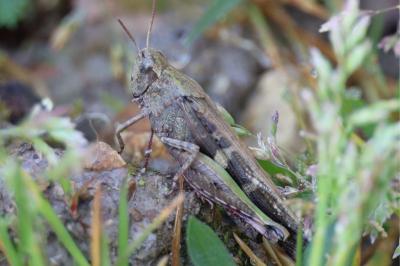 <i>Aiolopus strepens</i>