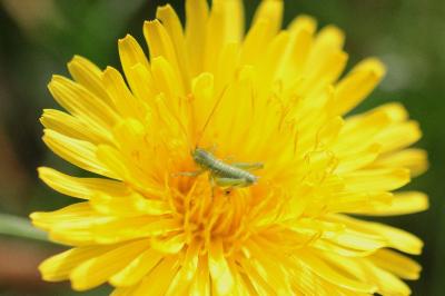 <i>Tettigonia viridissima</i>