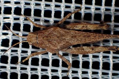 <i>Tetrix subulata</i>