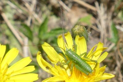 <i>Tettigonia viridissima</i>