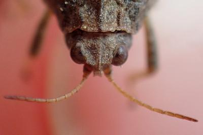 <i>Tetrix subulata</i>