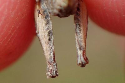 <i>Tetrix subulata</i>