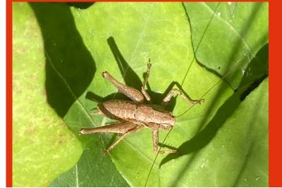 <i>Pholidoptera griseoaptera</i>