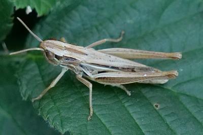 <i>Euchorthippus declivus</i>