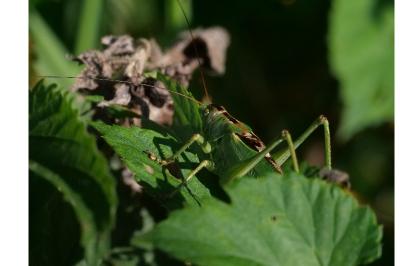 <i>Tettigonia viridissima</i>