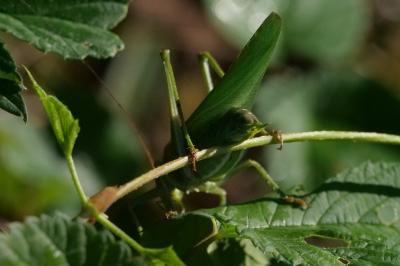 <i>Tettigonia viridissima</i>