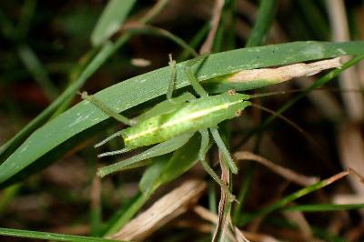 <i>Meconema meridionale</i>