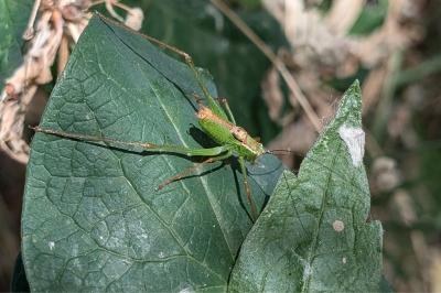 <i>Leptophyes punctatissima</i>