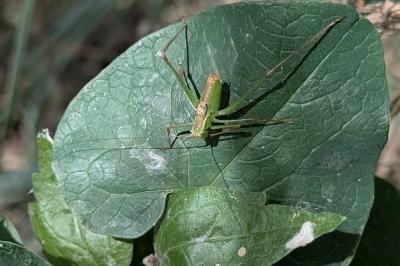 <i>Leptophyes punctatissima</i>