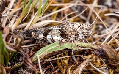 <i>Oedipoda caerulescens</i>