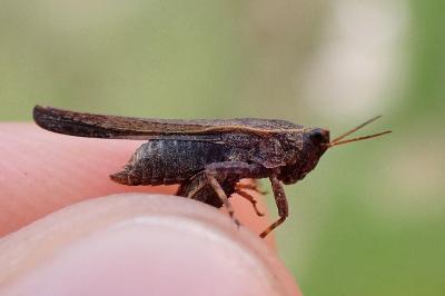 <i>Tetrix subulata</i>