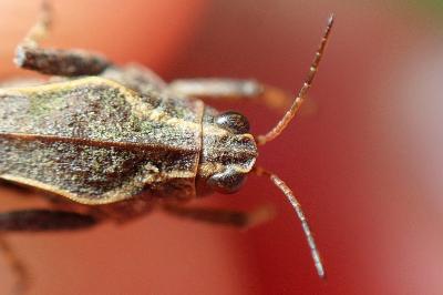 <i>Tetrix subulata</i>