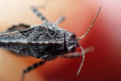 <i>Tetrix ceperoi</i>