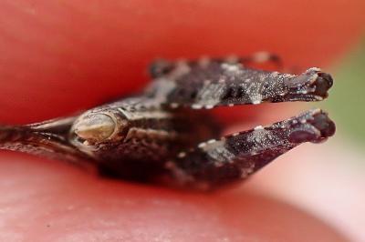 <i>Tetrix ceperoi</i>