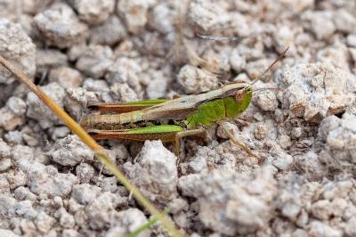<i>Pseudochorthippus parallelus</i>
