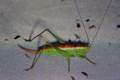 <i>Conocephalus dorsalis</i>