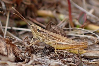 <i>Euchorthippus elegantulus</i>